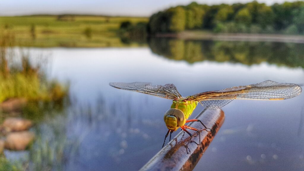Libellule au lac de Lastioulles