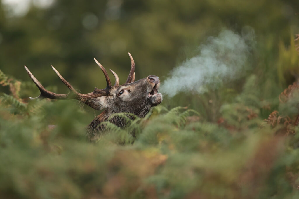 Cerf qui brame dans les fougères