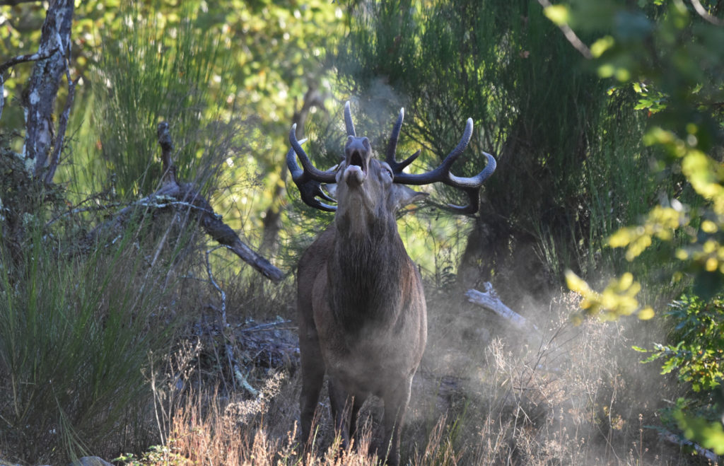 Cerf