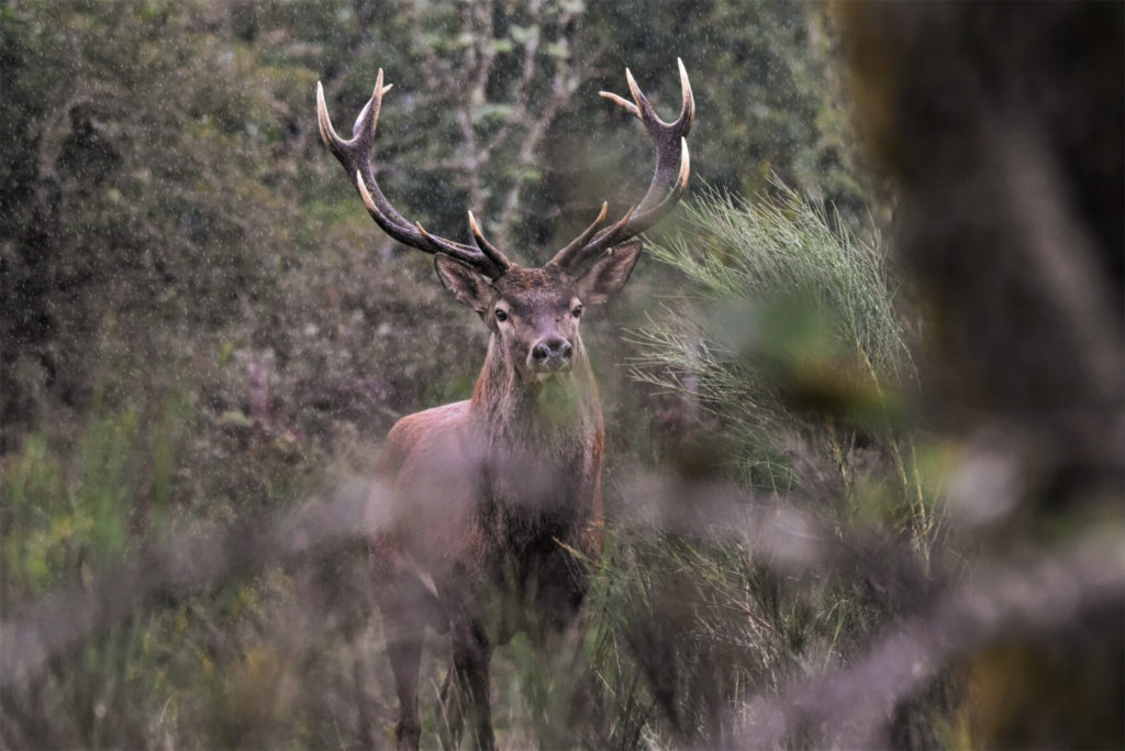 Cerf