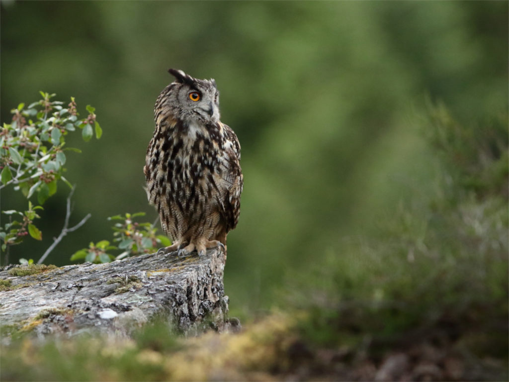 Grand Duc dans la forêt