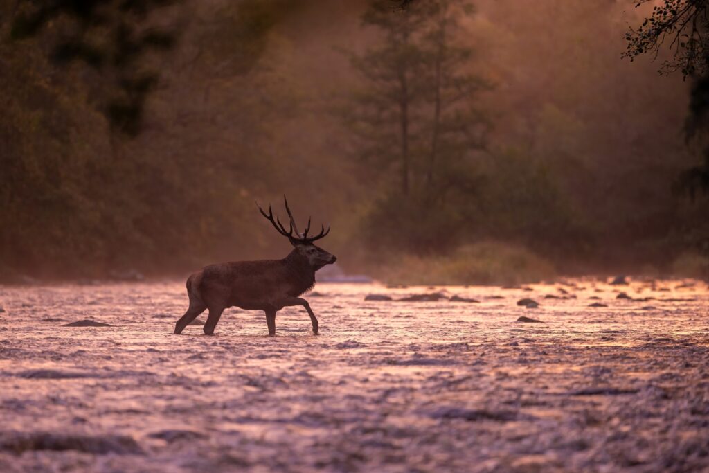Cerf élaphe traversant la rivière Rhue pendant la période du brame